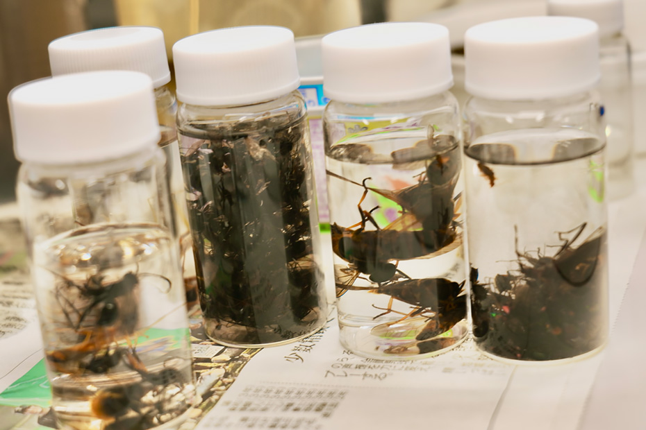 分別された昆虫。