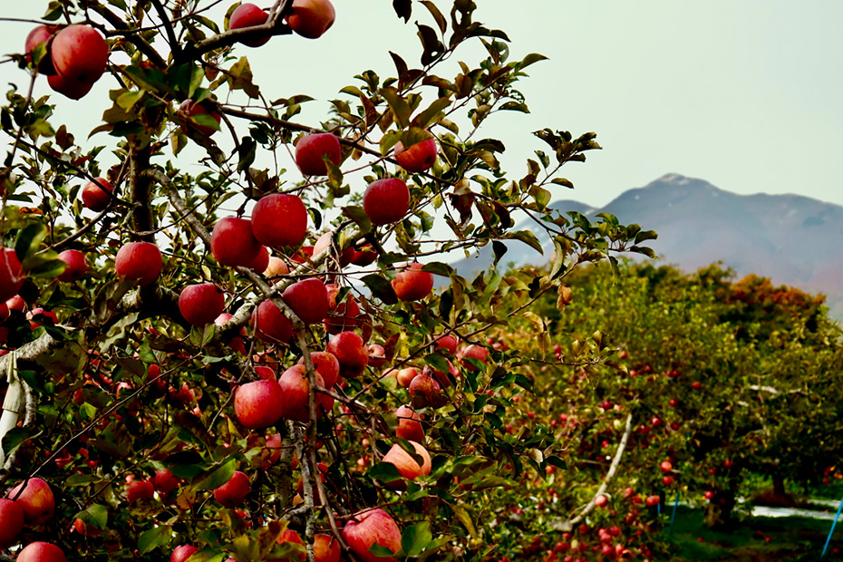 青森県西目屋村・りんごの樹と岩木山。