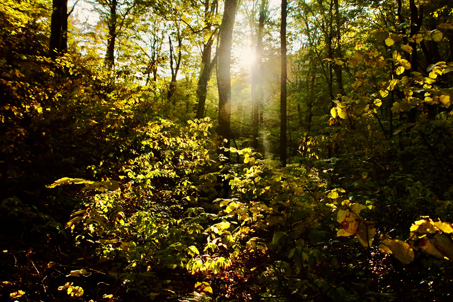 紅葉の白神山地へ