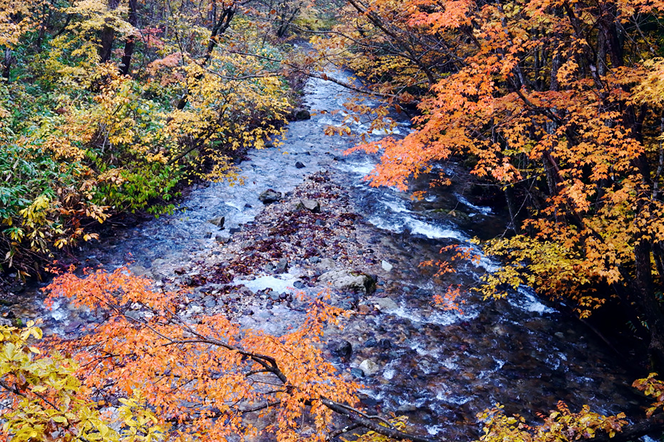紅葉の白神山地へ