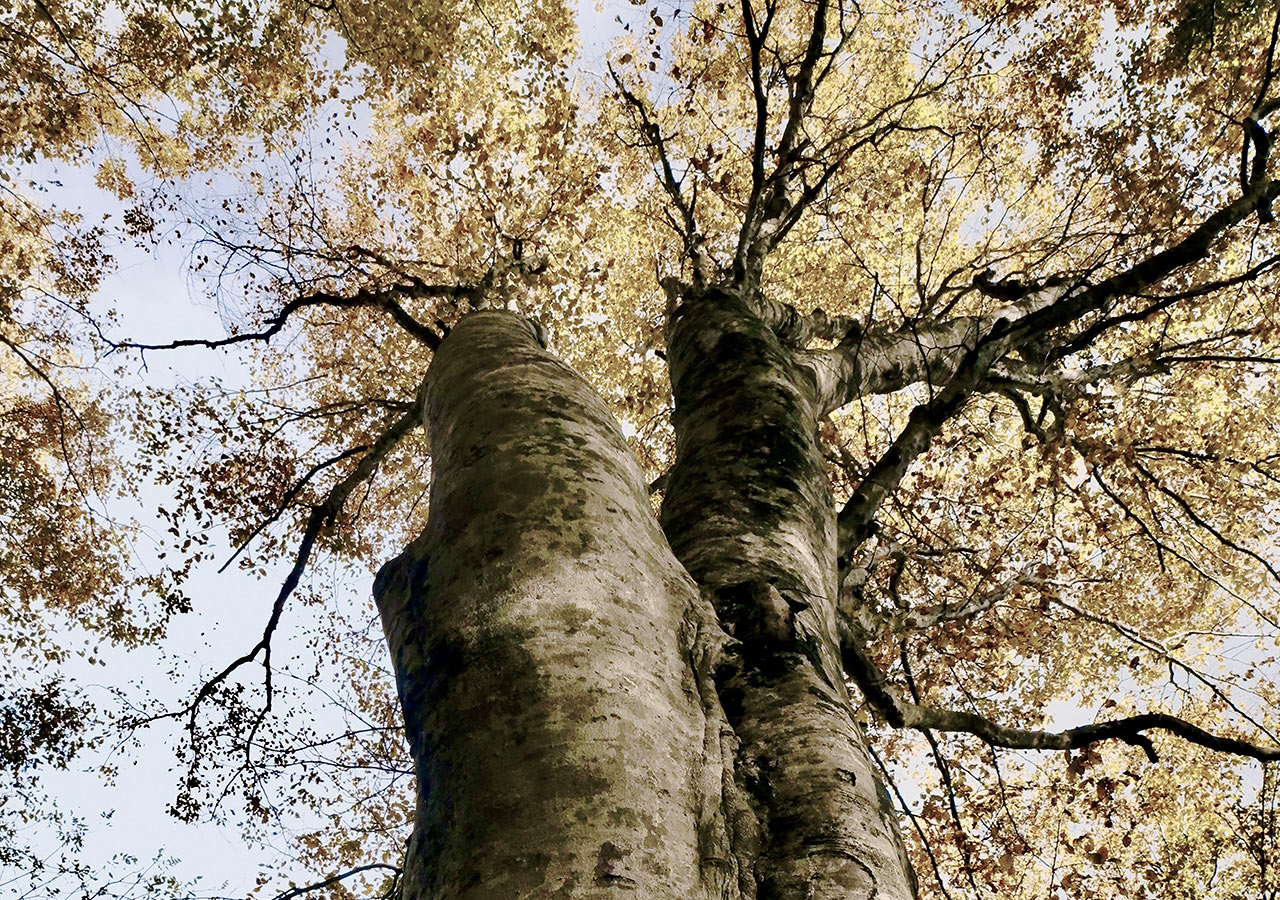 白神山地− 授かり、頂く山　〜縄文より続く原生の森～