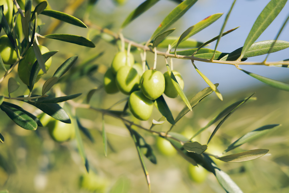 平和の象徴であり、「1000年生きる」と言われるオリーブ