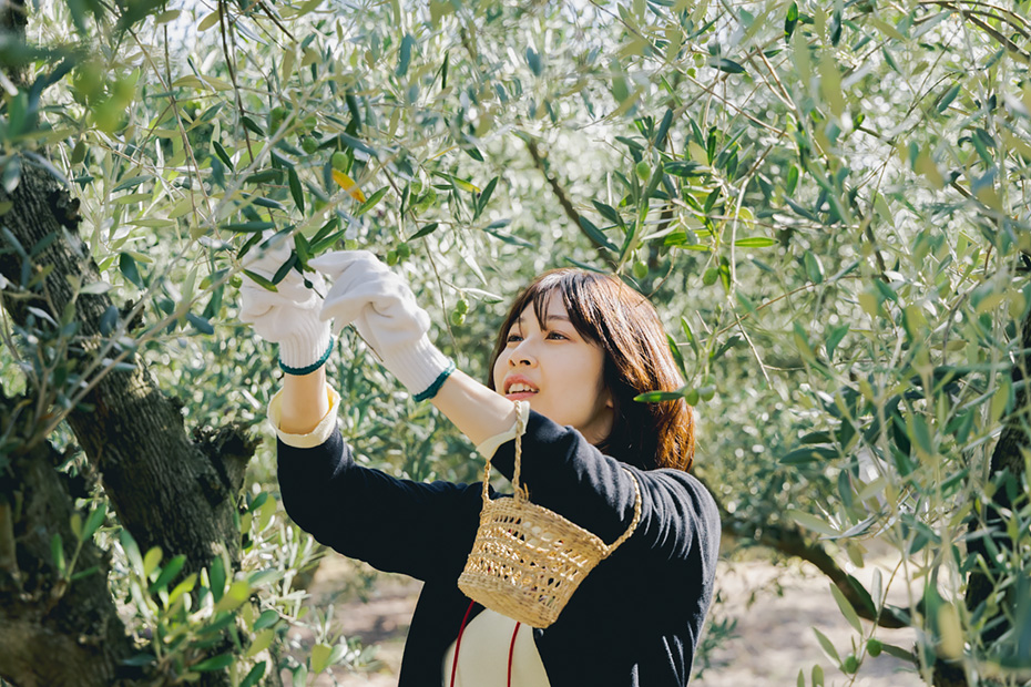 オリーブ収穫祭でオリーブの実を摘む参加者。環境教育の一環として参加者を募るサポート企業も多い