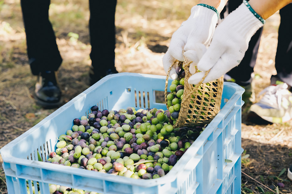 収穫されたオリーブは24時間以内に島内の小さな搾油場で搾られ、エキストラバージンオリーブオイルや、そのオイルを使った石鹸や美容オイルとして商品化し、主に島内のお土産店や美術館で販売。売り上げは瀬戸内エリアの自然を守る活動に使われている。