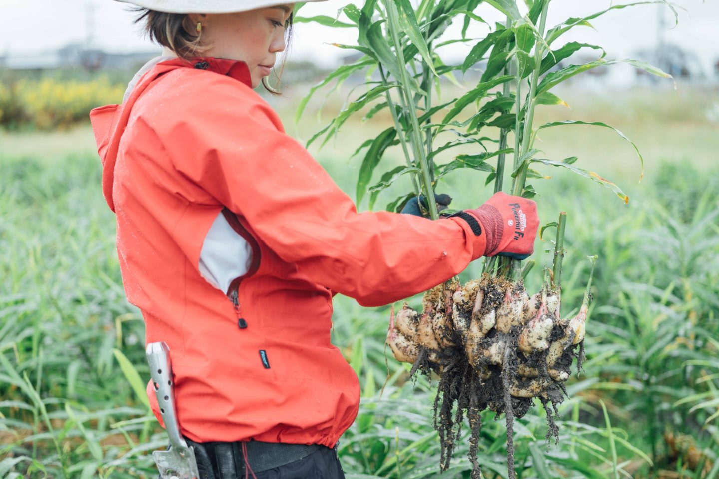 SOIL ジンジャーシロップ 山梨県産の生姜 代表の手塚さんが採集している様子