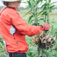 SOIL ジンジャーシロップ 山梨県産の生姜 代表の手塚さんが採集している様子