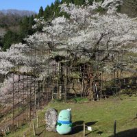 樽見桜とやっぷー
