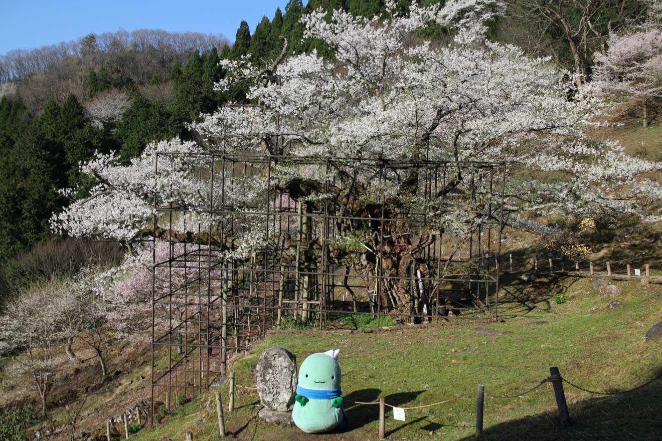 樽見桜とやっぷー