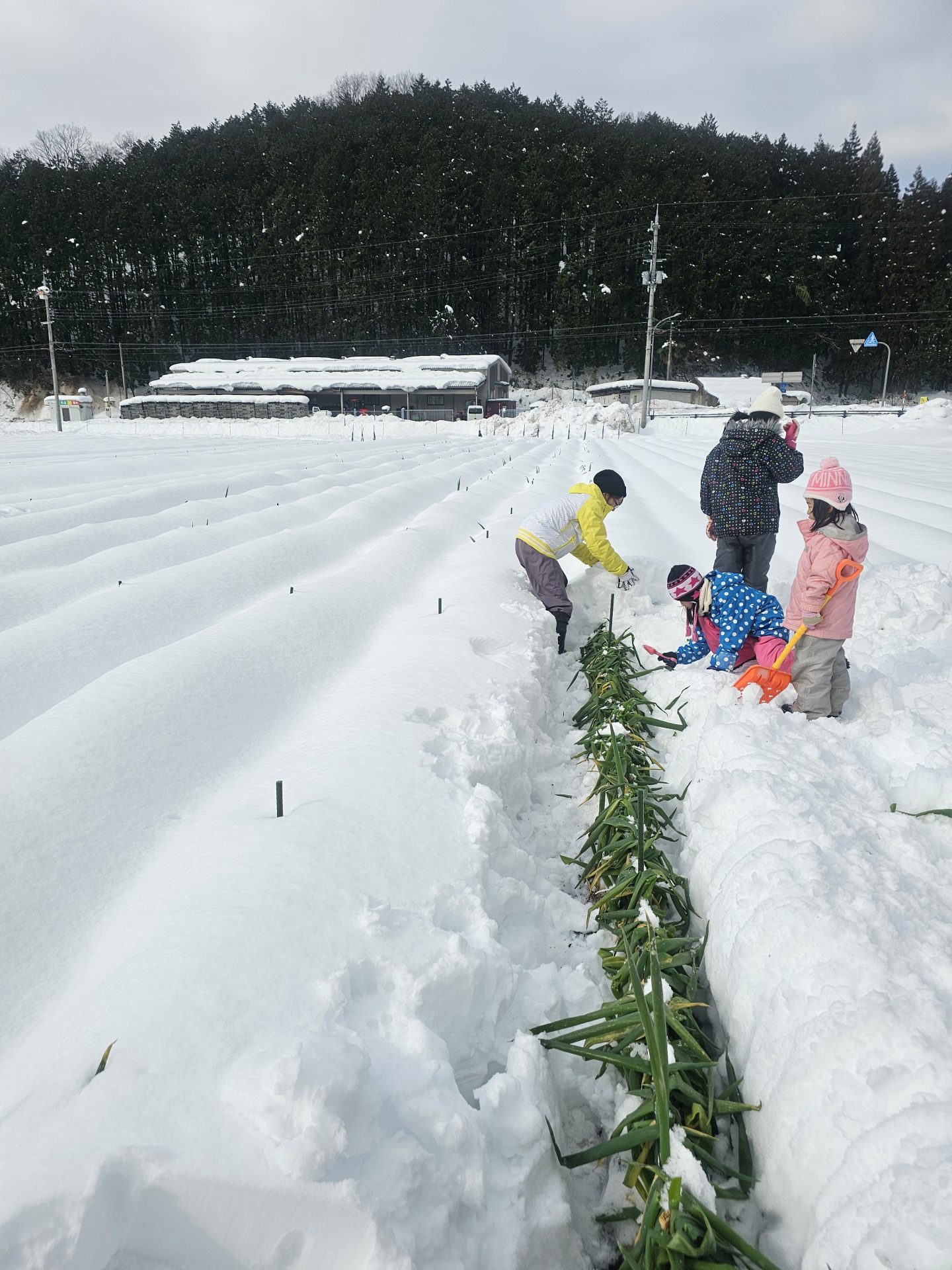 雪の中の農作業の様子