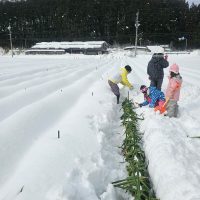 雪の中の農作業の様子