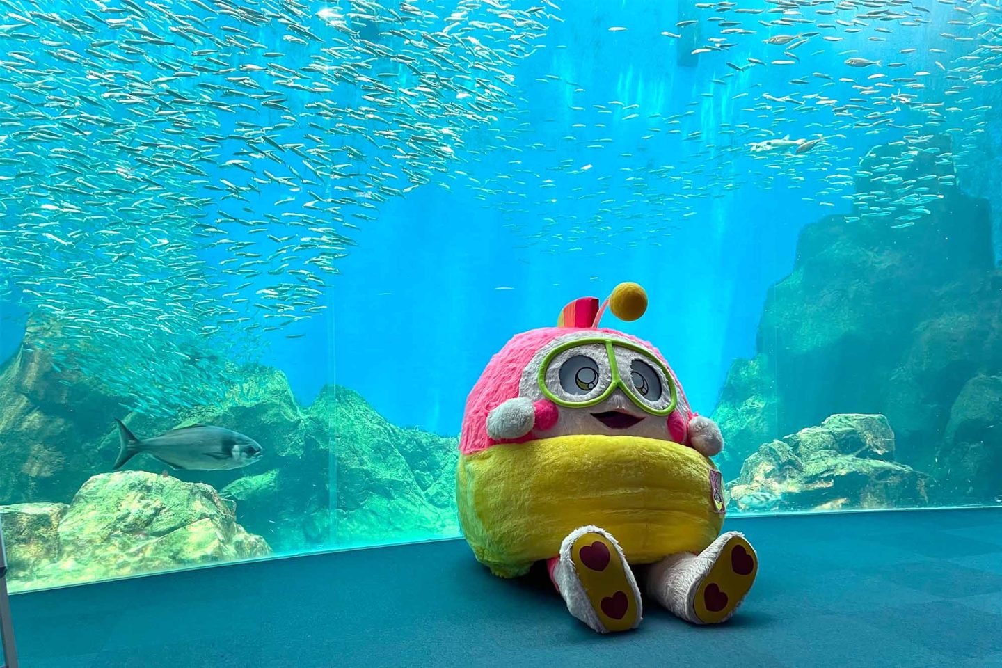 水族館にいるプク丸ちゃん