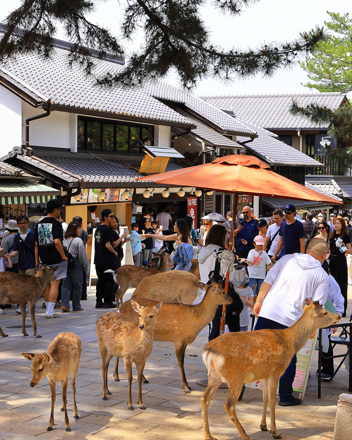 奈良公園