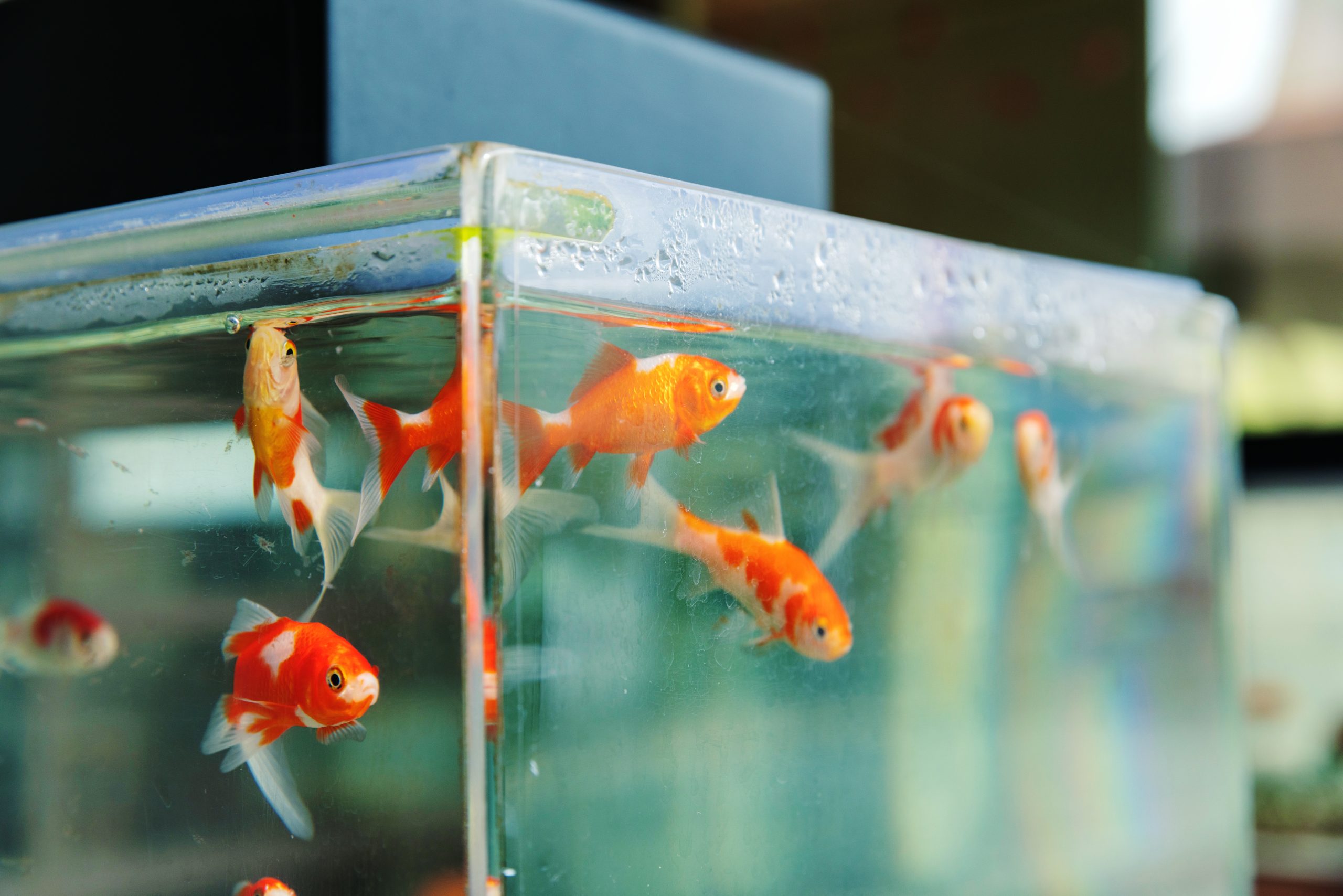 〈やまと錦魚園〉で飼育される金魚