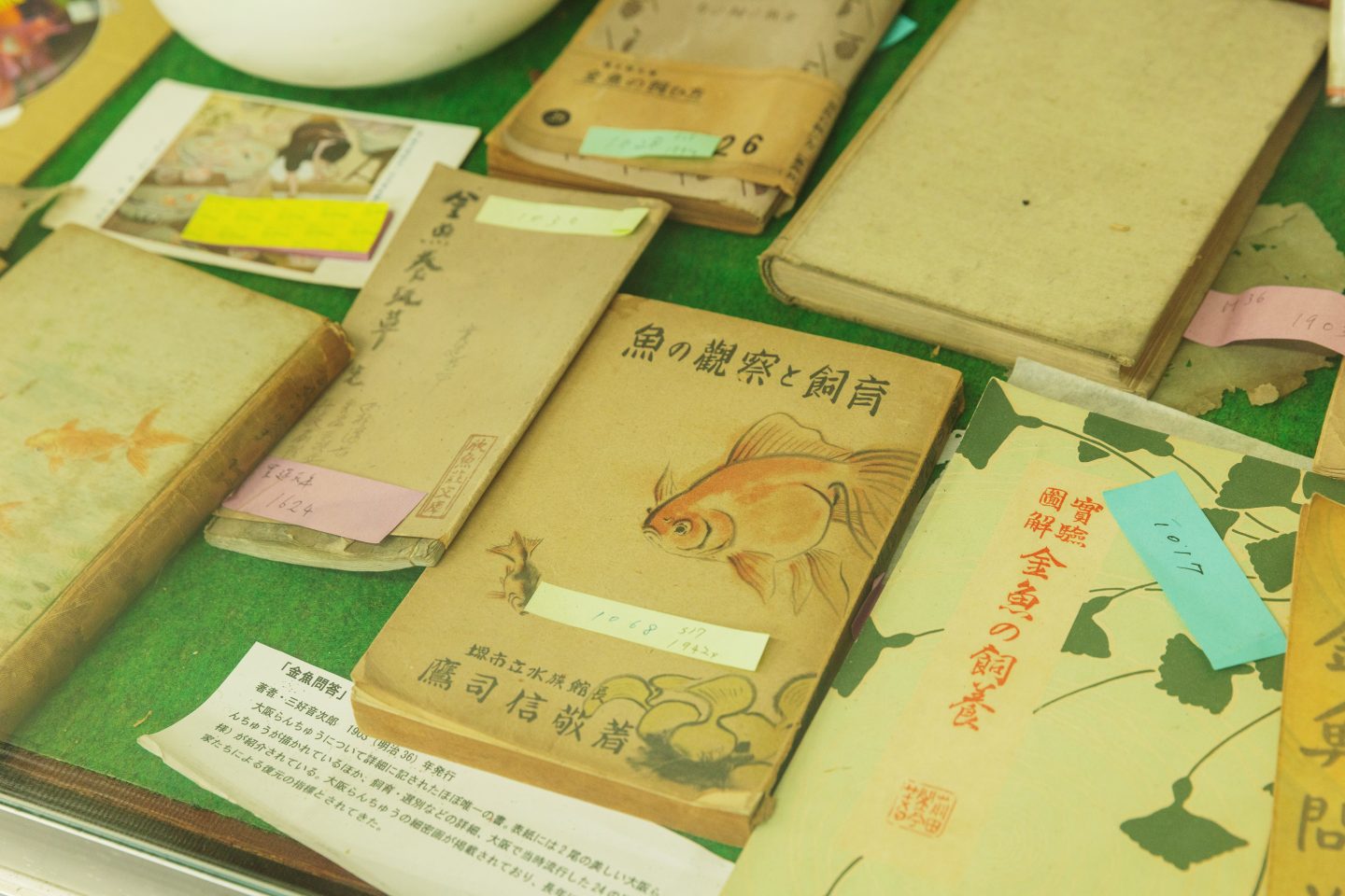 日本最古の金魚飼育本『金魚養玩草（きんぎょそだてぐさ）』