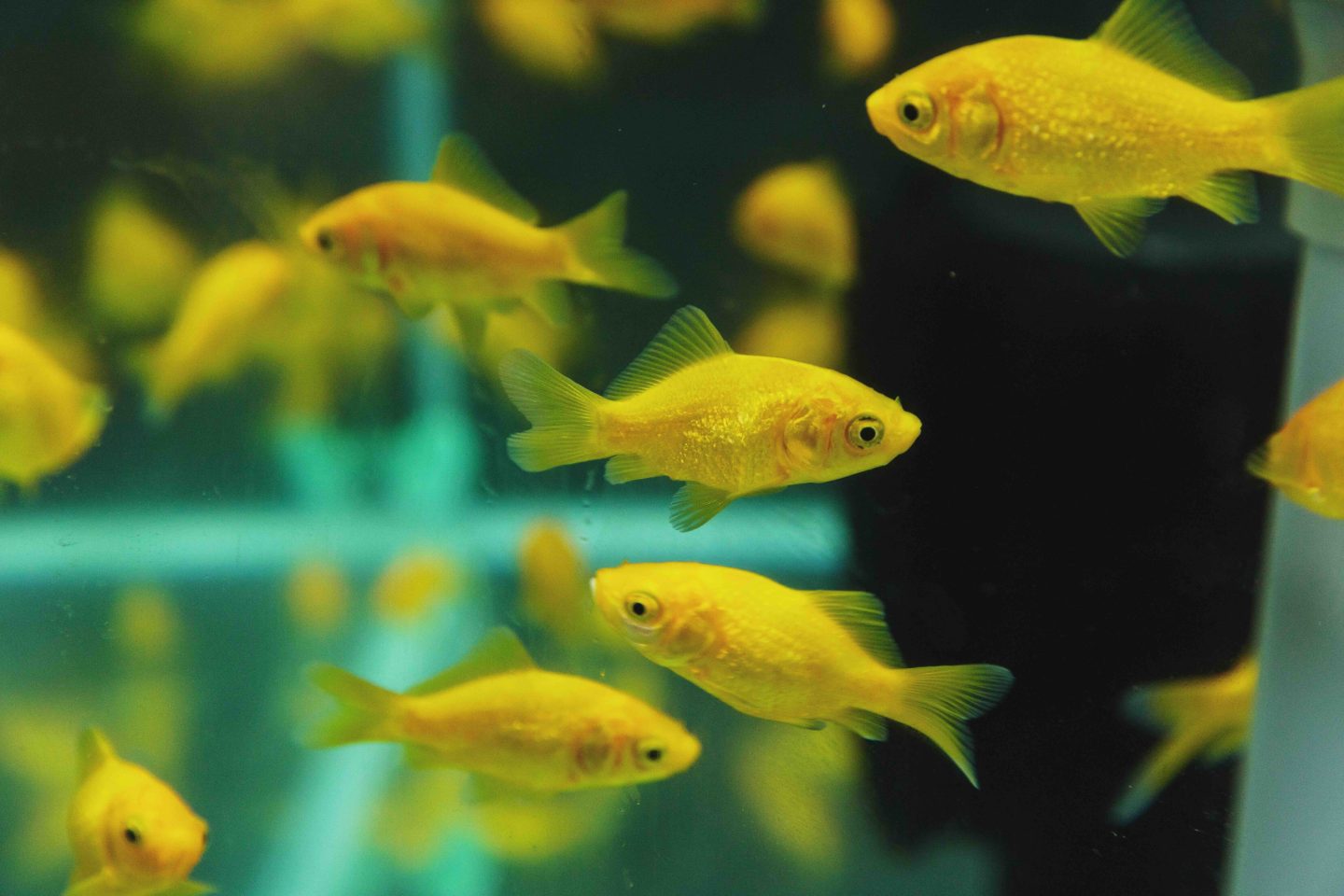 観賞魚として人気の「イエローコメット」