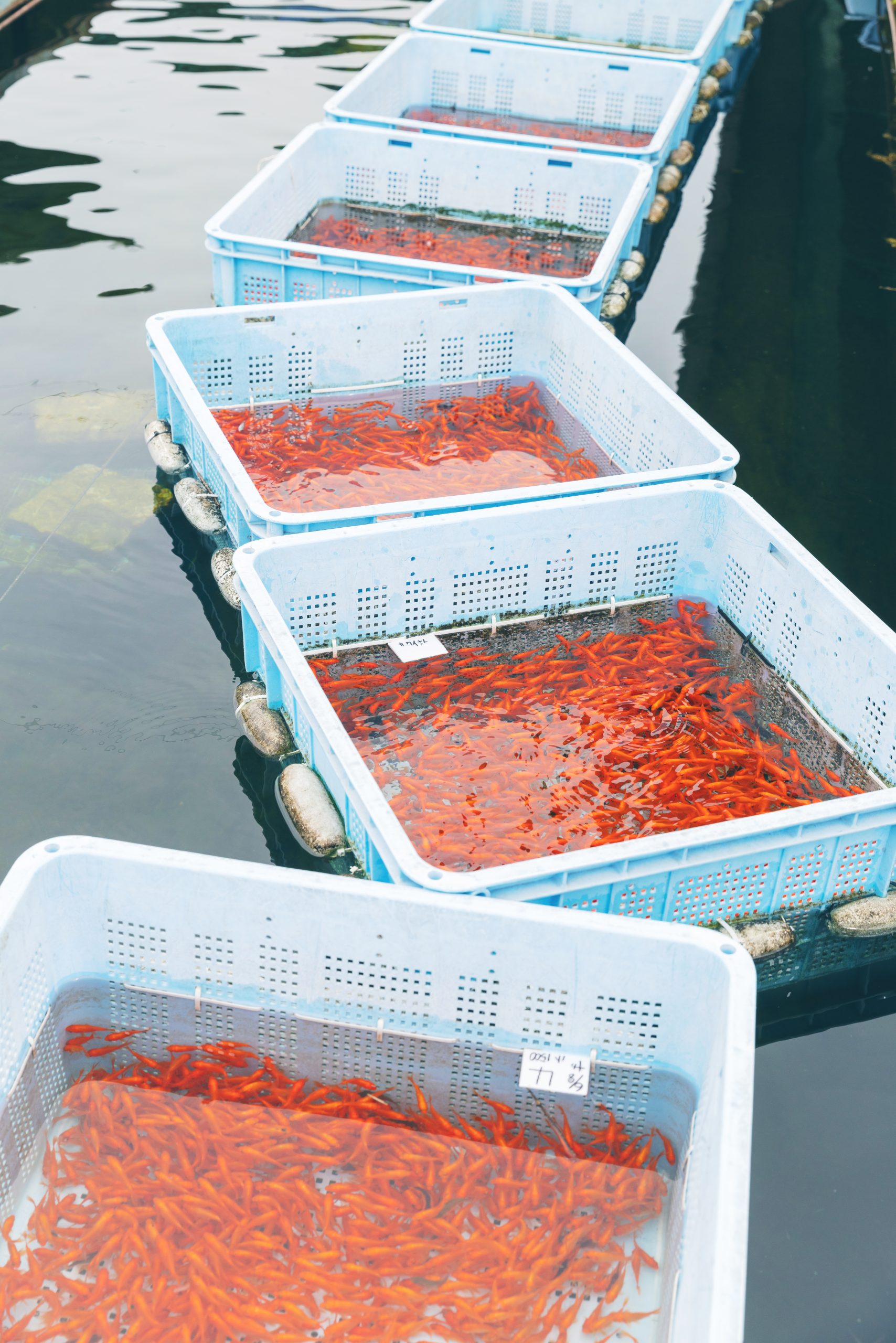 金魚養殖の様子