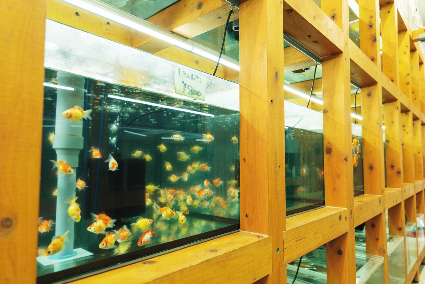 〈やまと錦魚園〉の水槽